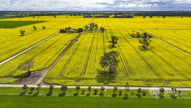 Farm For Sale - SA - Mundulla - 5270 - Productive land with the versatility of a 300 megalitre underground water allocation.  (Image 2)