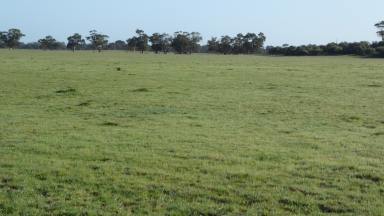 Farm For Sale - SA - Tintinara - 5266 - Versatile Cropping and Grazing blocks  (Image 2)