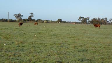 Farm For Sale - SA - Tintinara - 5266 - Versatile Cropping and Grazing blocks  (Image 2)