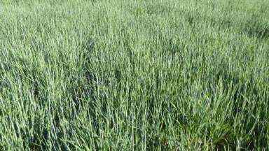 Farm For Sale - SA - Tintinara - 5266 - Versatile Cropping and Grazing blocks  (Image 2)