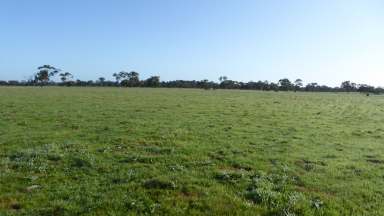 Farm For Sale - SA - Tintinara - 5266 - Versatile Cropping and Grazing blocks  (Image 2)