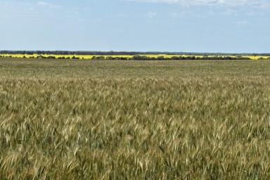 Farm For Sale - WA - Binnu - 6532 - 'North Star'  (Image 2)