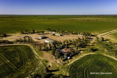 Farm For Sale - WA - West Binnu - 6532 - "Pine Crest Farms"  (Image 2)