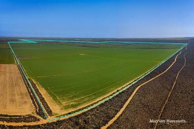 Farm For Sale - WA - West Binnu - 6532 - "Pine Crest Farms"  (Image 2)