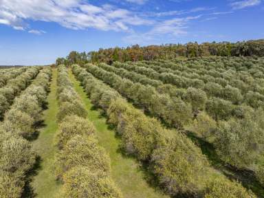 Farm For Sale - NSW - Bumbaldry - 2794 - 'Terran Grove' Olive Grove - 320 Acres  (Image 2)