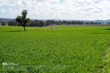 Farm For Sale - NSW - Yeoval - 2868 - WEST BRINGALONG  (Image 2)