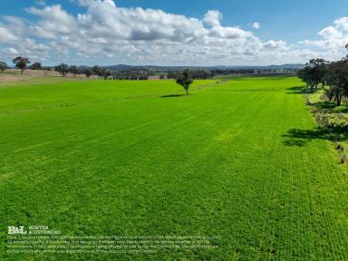 Farm For Sale - NSW - North Yeoval - 2868 - WEST BRINGALONG  (Image 2)