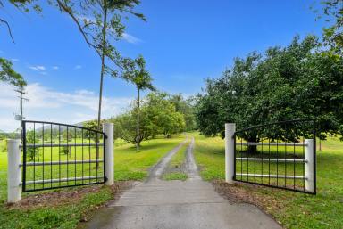 Farm For Sale - QLD - Lower Daintree - 4873 - A Stunningly Picturesque Queenslander Meets Sophisticated Farmhouse Cottage on 30.44ha with Sprawling Views!  (Image 2)