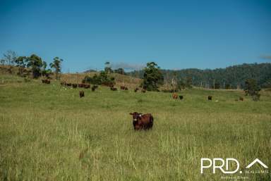 Farm For Sale - NSW - Wiangaree - 2474 - 100 Acre Lot  (Image 2)