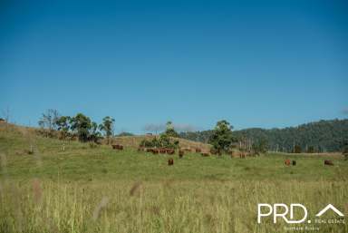 Farm For Sale - NSW - Wiangaree - 2474 - 175 Acre Lot  (Image 2)