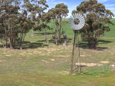 Farm For Sale - SA - Jamestown - 5491 - Cocanowie  (Image 2)