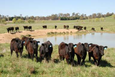 Farm Sold - NSW - Walcha - 2354 - Rare Lifestyle Opportunity  (Image 2)