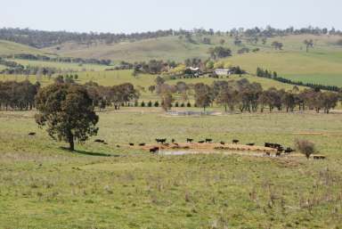 Farm Sold - NSW - Walcha - 2354 - Rare Lifestyle Opportunity  (Image 2)