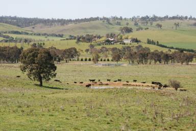 Farm For Sale - NSW - Walcha - 2354 - Rare Lifestyle Opportunity  (Image 2)