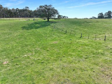 Farm For Sale - NSW - Bombala - 2632 - "Roadview"  (Image 2)