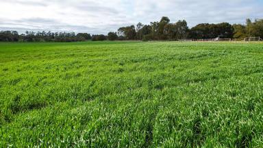 Farm For Sale - VIC - Hamilton - 3300 - Same Family Ownership since 1930's  (Image 2)