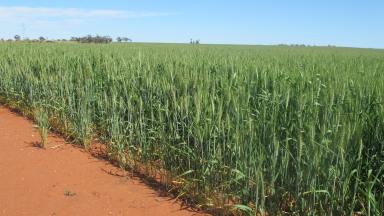 Farm For Sale - WA - Mullewa - 6630 - Carramar, Carnamah East - fabulous add on property  (Image 2)