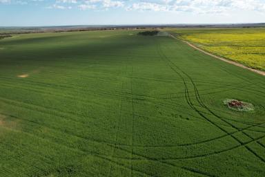 Farm For Sale - WA - Mullewa - 6630 - Tenindewa, Mullewa - good stand alone property with high yielding capacity  (Image 2)