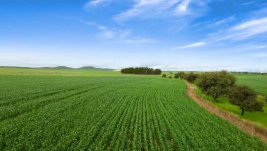 Farm Auction - SA - Booborowie - 5417 - Quality Fertile Farming Land  (Image 2)