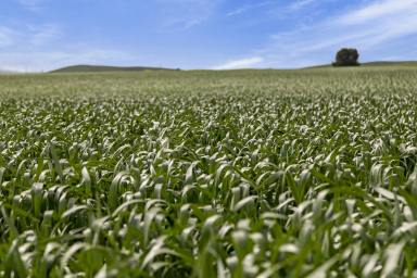 Farm Auction - SA - Booborowie - 5417 - Quality Fertile Farming Land  (Image 2)