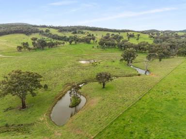 Farm Auction - NSW - Orange - 2800 - 'Belgravia North'  (Image 2)