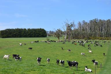 Farm For Sale - VIC - Hallston - 3953 - 'Amberdowns' Hallston/Leongatha - South Gippsland
Outstanding Dairy & Mixed Farming Property
339 Acres/137ha  (Image 2)