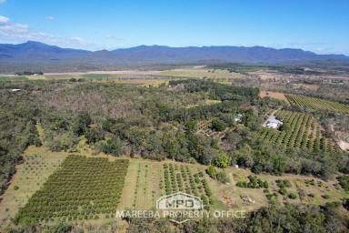 Farm For Sale - QLD - Mareeba - 4880 - Organic Fruit Farm & Dehydrating Business - Far North QLD  (Image 2)