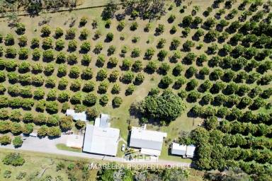 Farm For Sale - QLD - Mareeba - 4880 - Organic Fruit Farm & Dehydrating Business - Far North QLD  (Image 2)