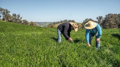 Farm For Sale - NSW - Walcha - 2354 - Blue Ribbon, High Rainfall Grazing  (Image 2)