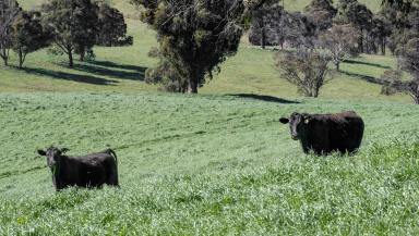 Farm For Sale - NSW - Walcha - 2354 - Blue Ribbon, High Rainfall Grazing  (Image 2)