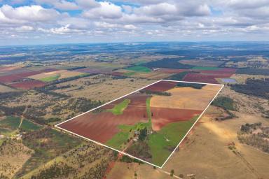 Farm For Sale - QLD - Goodger - 4610 - Diverse Farming Operation – 320 acres; 2 titles  (Image 2)