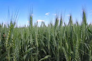 Farm Auction - QLD - Dixalea - 4702 - Central Queensland Grazing & Irrigation Enterprise  (Image 2)