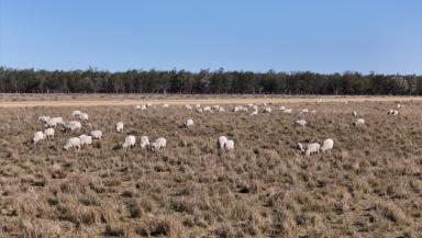 Farm For Sale - NSW - Lightning Ridge - 2834 - "Yeranbah"  (Image 2)