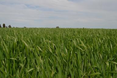 Farm Tender - NSW - Coolamon - 2701 - Small Farming Block Ready To Perform  (Image 2)