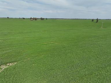 Farm Tender - NSW - Coolamon - 2701 - Small Farming Block Ready To Perform  (Image 2)