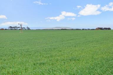 Farm For Sale - VIC - Wingeel - 3321 - QUALITY WINCHELSEA – INVERLEIGH DISTRICT PROPERTY  (Image 2)