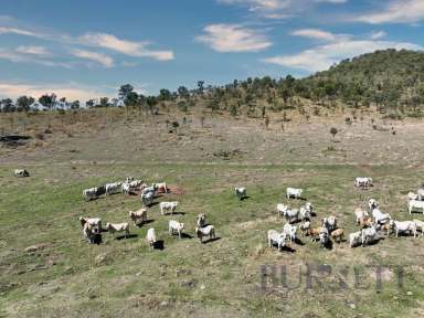 Farm For Sale - QLD - Degilbo - 4621 - Degilbo Grazing Block  (Image 2)