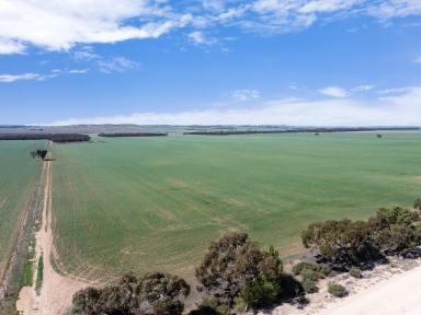 Farm For Sale - SA - Robertstown - 5381 - Farm Build Up or Entry Level  (Image 2)