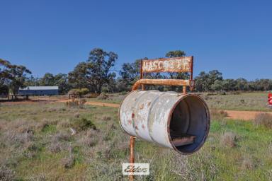 Farm For Sale - NSW - Kyalite - 2715 - "MASCOTTE FARM"

Large scale shovel ready irrigation parcel with Wakool River frontage.  (Image 2)