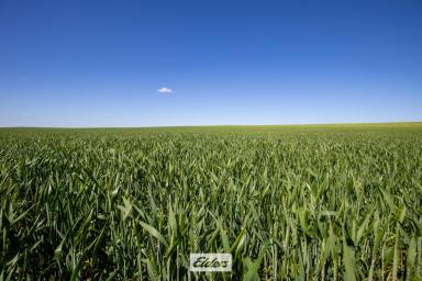 Farm For Sale - VIC - Tutye - 3490 - Large farming aggregation, Sunset Road TUTYE VIC  (Image 2)