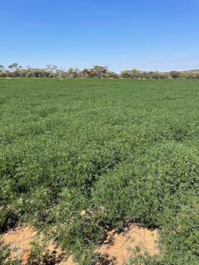 Farm For Sale - WA - Wongan Hills - 6603 - Chesters, Wongan Hills - Beautiful small farming lot  (Image 2)