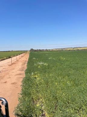 Farm For Sale - WA - Wongan Hills - 6603 - Chesters, Wongan Hills - Beautiful small farming lot  (Image 2)