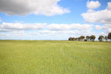 Farm For Sale - VIC - Kotta - 3565 - CROPPING BLOCK WITH STOCK & DOMESTIC WATER  (Image 2)