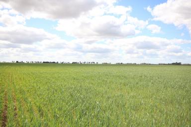 Farm For Sale - VIC - Kotta - 3565 - CROPPING BLOCK WITH STOCK & DOMESTIC WATER  (Image 2)