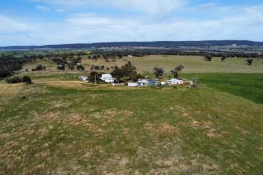 Farm Auction - NSW - Young - 2594 - Acres, Houses and Accommodation Options!  (Image 2)