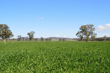 Farm For Sale - NSW - The Rock - 2655 - Eagle Ridge - A rural lifestyle development opportunity  (Image 2)