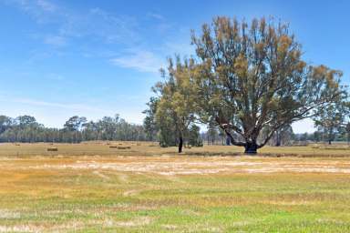 Farm For Sale - NSW - The Rock - 2655 - Eagle Ridge - affordable rural land & lifestyle  (Image 2)