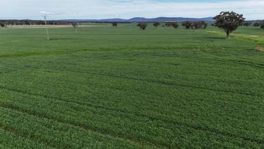 Farm For Sale - NSW - Gooloogong - 2805 - Expansion Opportunity  (Image 2)