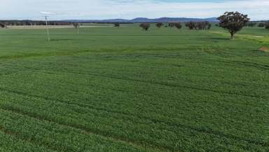 Farm Sold - NSW - Gooloogong - 2805 - Expansion Opportunity  (Image 2)