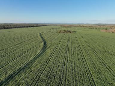 Farm For Sale - QLD - Clermont - 4721 - DIVERSIFIED CROPPING & GRAZING OPPORTUNITY  (Image 2)